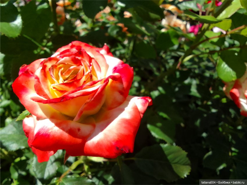 Зу за - роза, стихи и проза