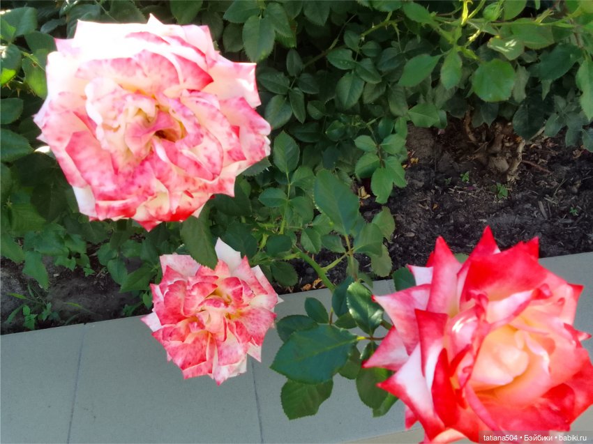 Зу за - роза, стихи и проза