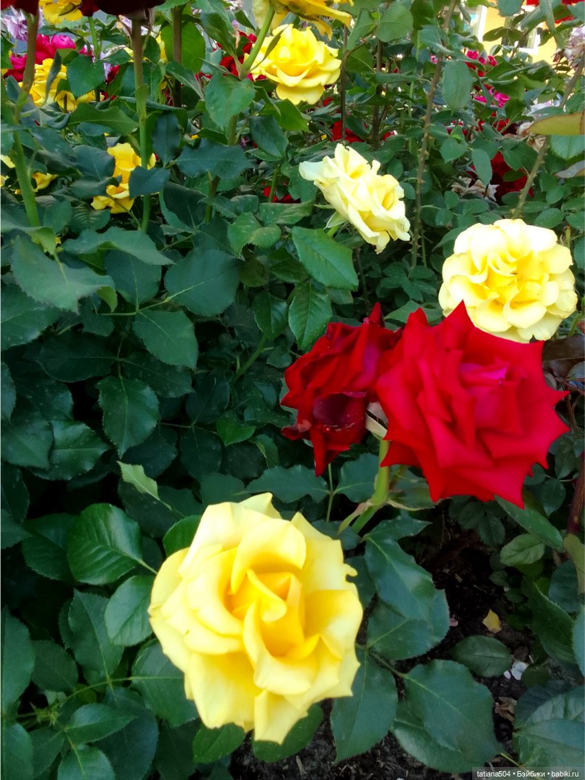 Зу за - роза, стихи и проза