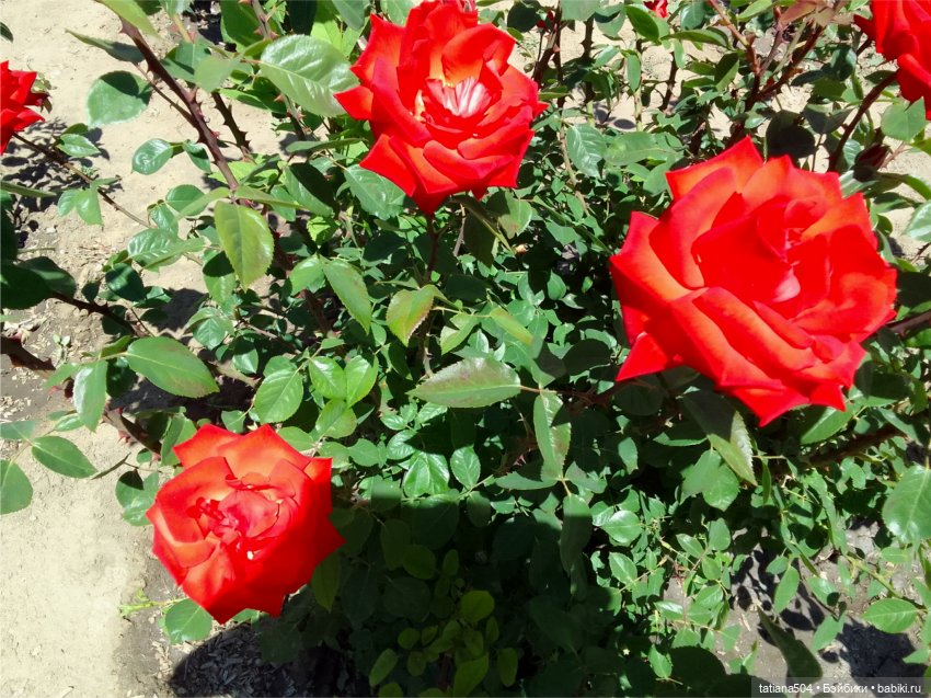 Зу за - роза, стихи и проза