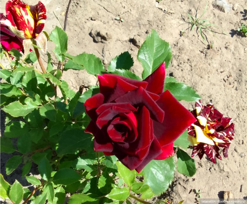 Зу за - роза, стихи и проза