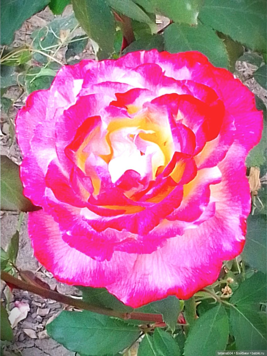 Розовый топик для хорошего настроения