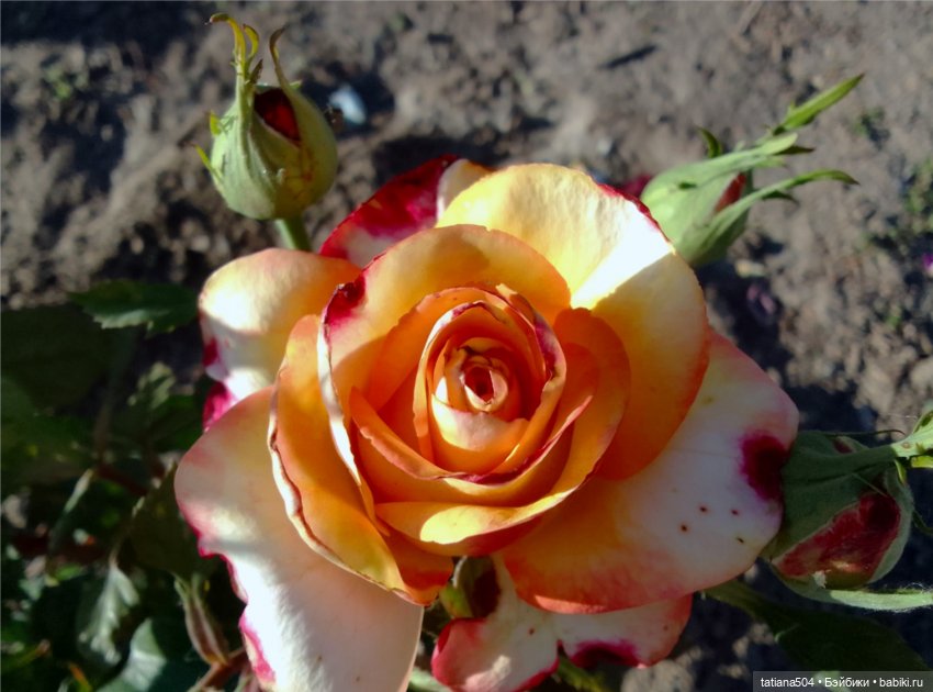 Розовый топик для хорошего настроения (фото 10)