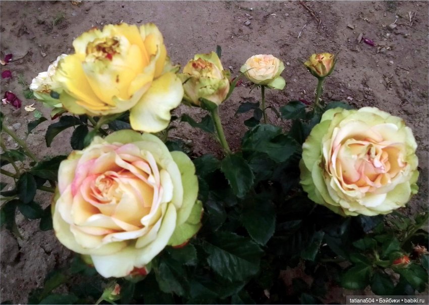 Розовый топик для хорошего настроения