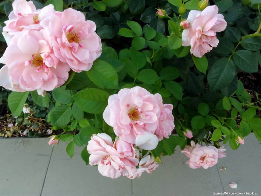 Розовый топик для хорошего настроения