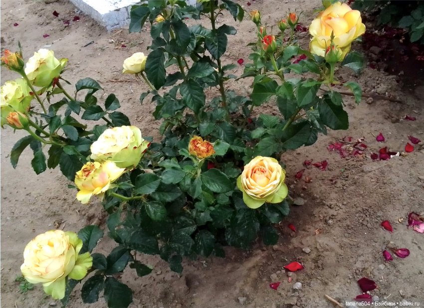 Розовый топик для хорошего настроения