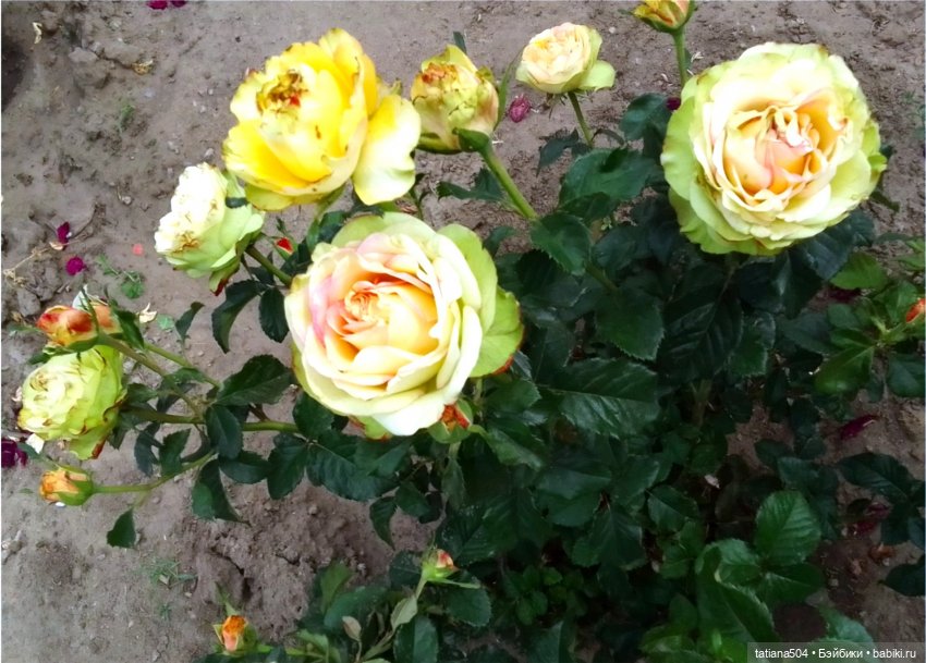 Розовый топик для хорошего настроения