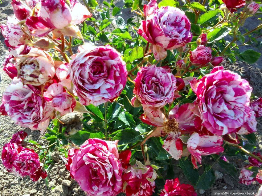 Розовый топик для хорошего настроения (фото 9)