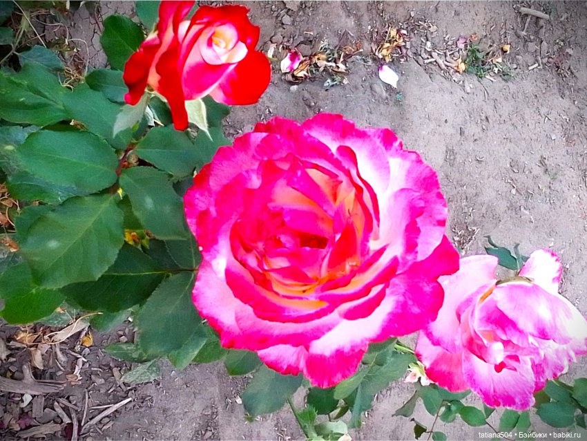 Розовый топик для хорошего настроения