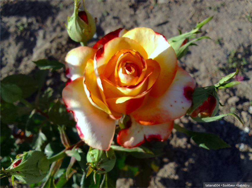 Розовый топик для хорошего настроения