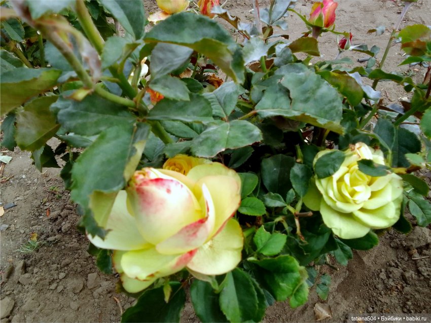 Розовый топик для хорошего настроения