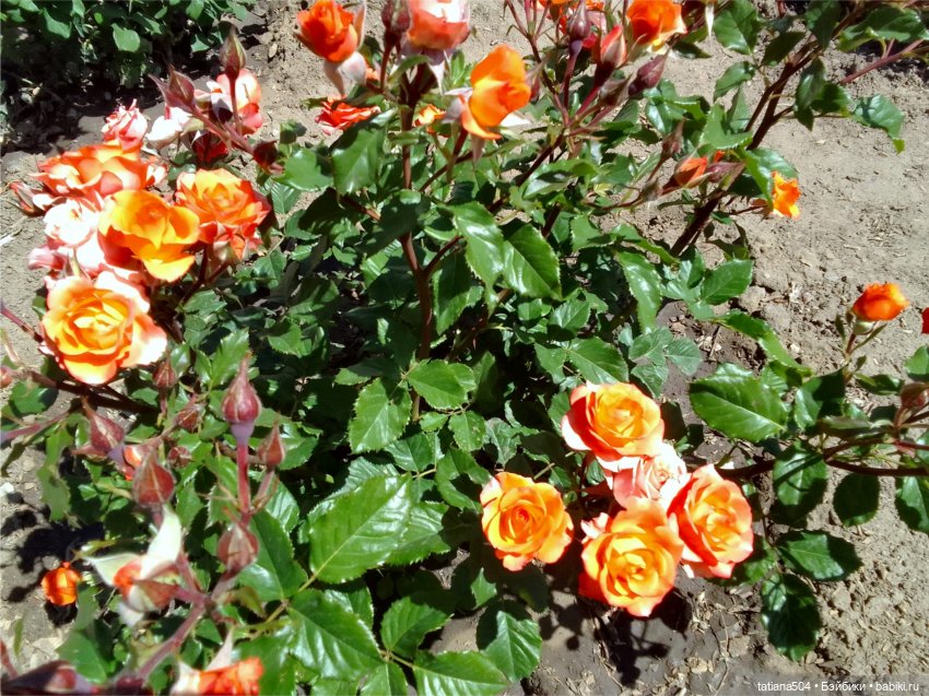 Розовый топик для хорошего настроения