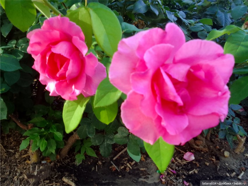 Розовый топик для хорошего настроения