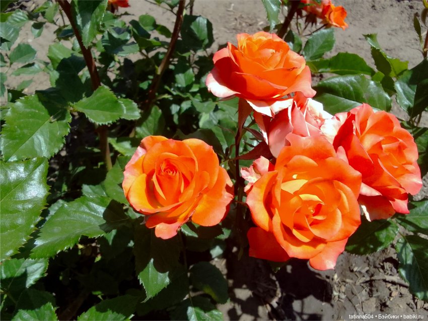 Розовый топик для хорошего настроения