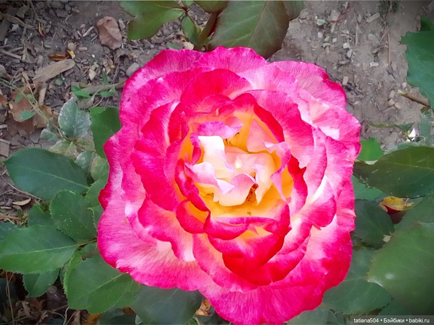 Розовый топик для хорошего настроения