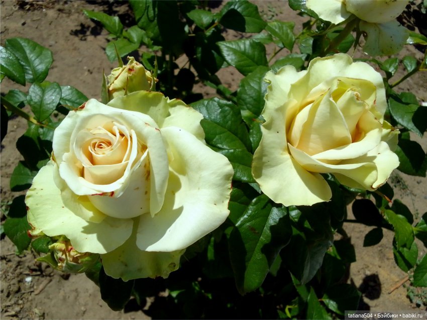 Розовый топик для хорошего настроения