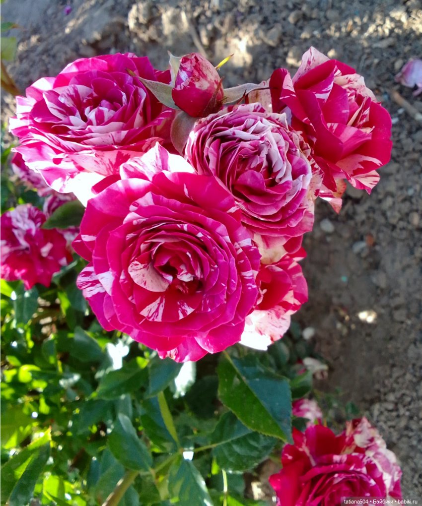 Розовый топик для хорошего настроения