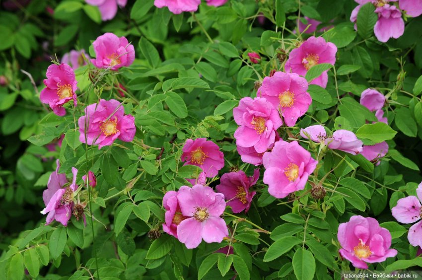 Розовый топик для хорошего настроения (фото 4)