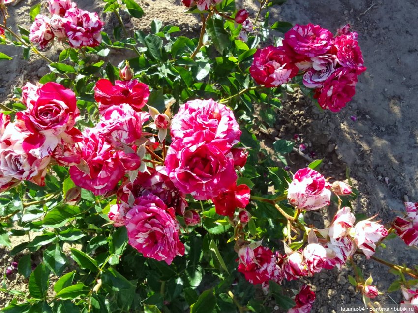 Розовый топик для хорошего настроения