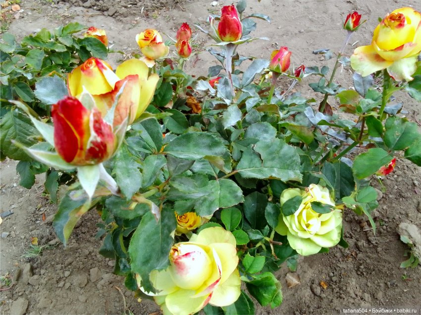 Розовый топик для хорошего настроения