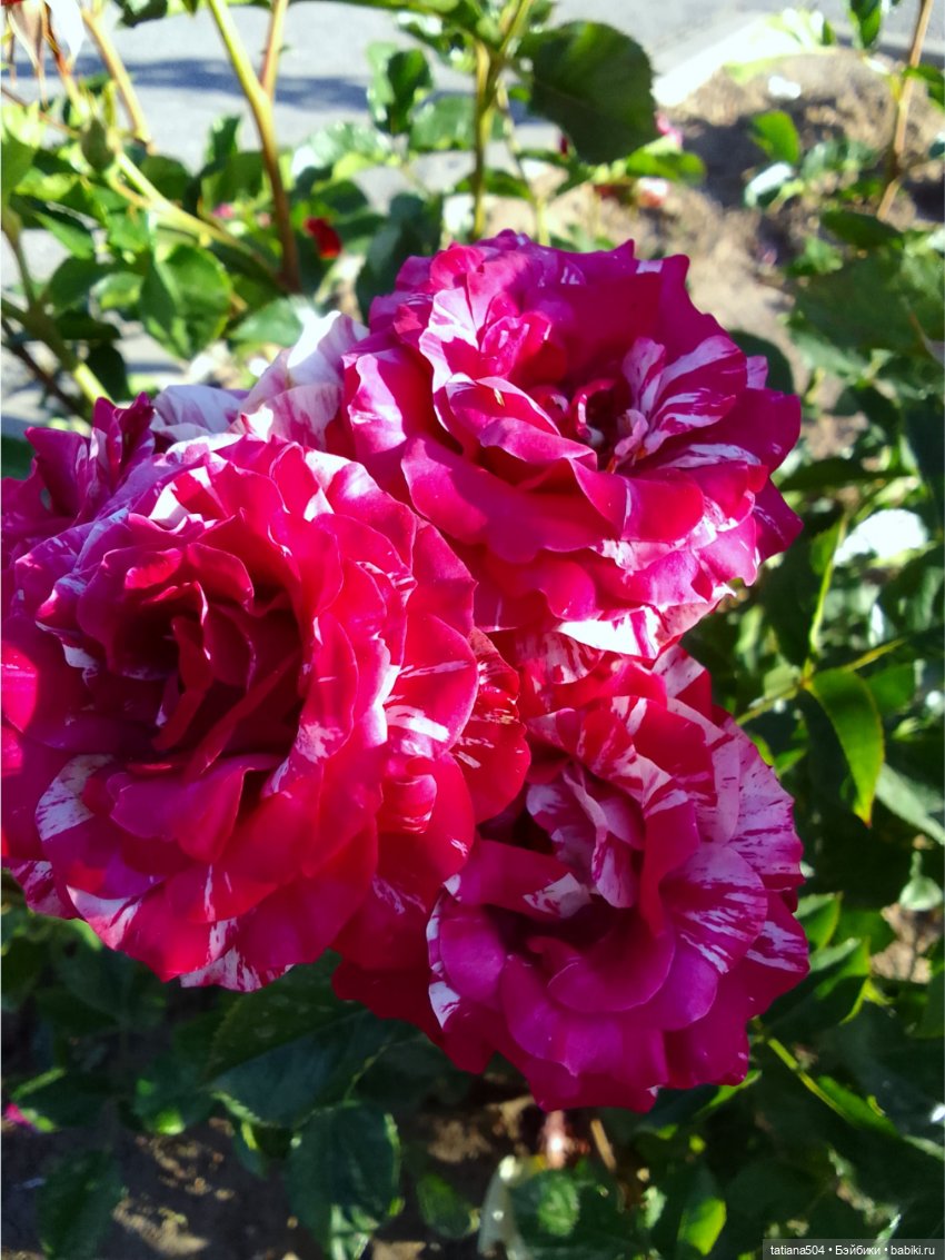 Розовый топик для хорошего настроения