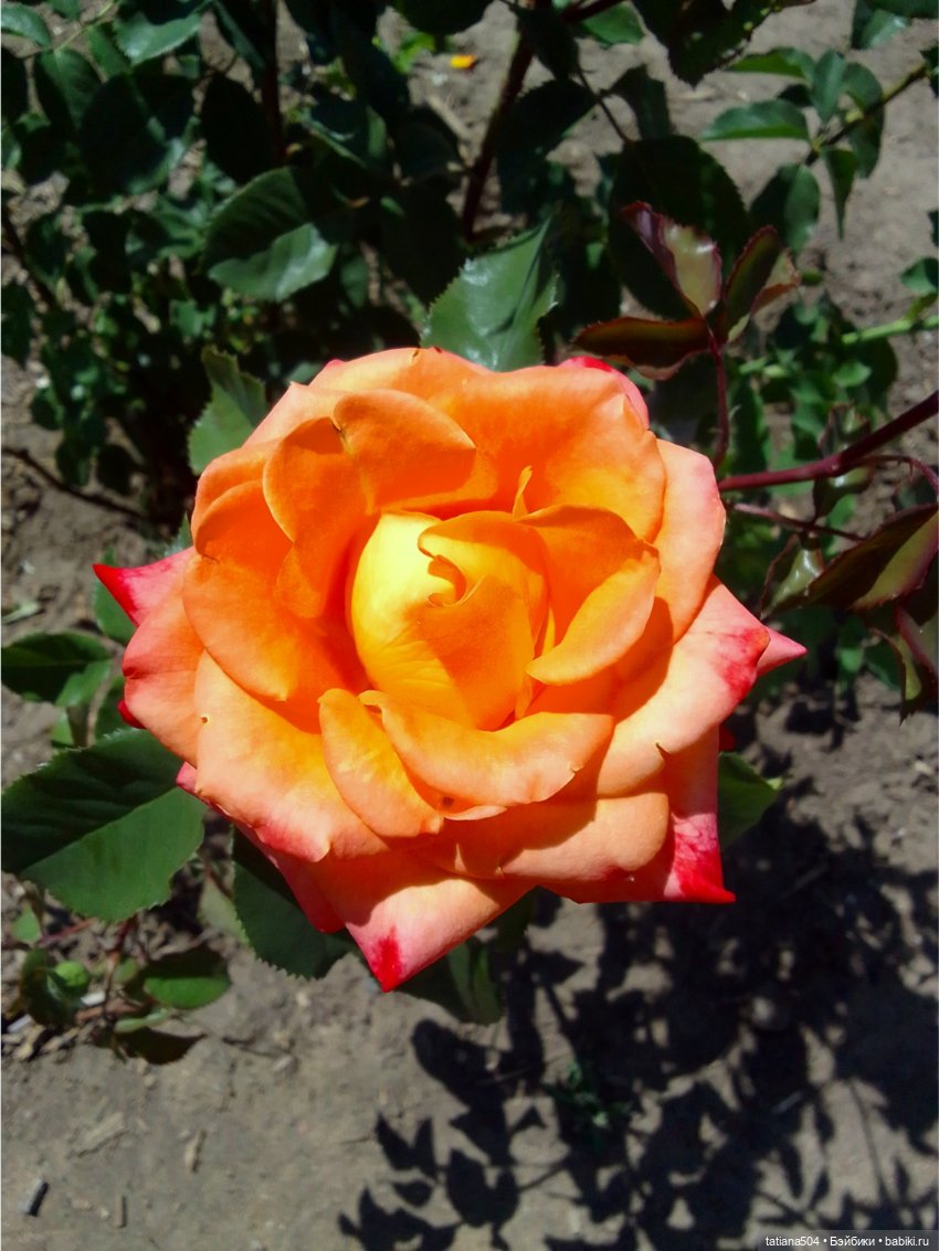 Розовый топик для хорошего настроения