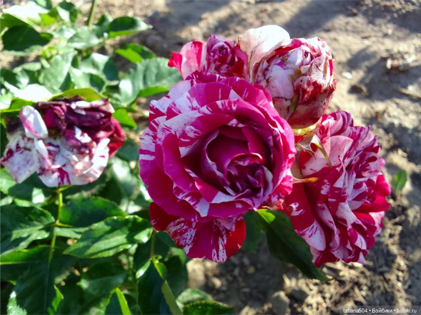 Розовый топик для хорошего настроения