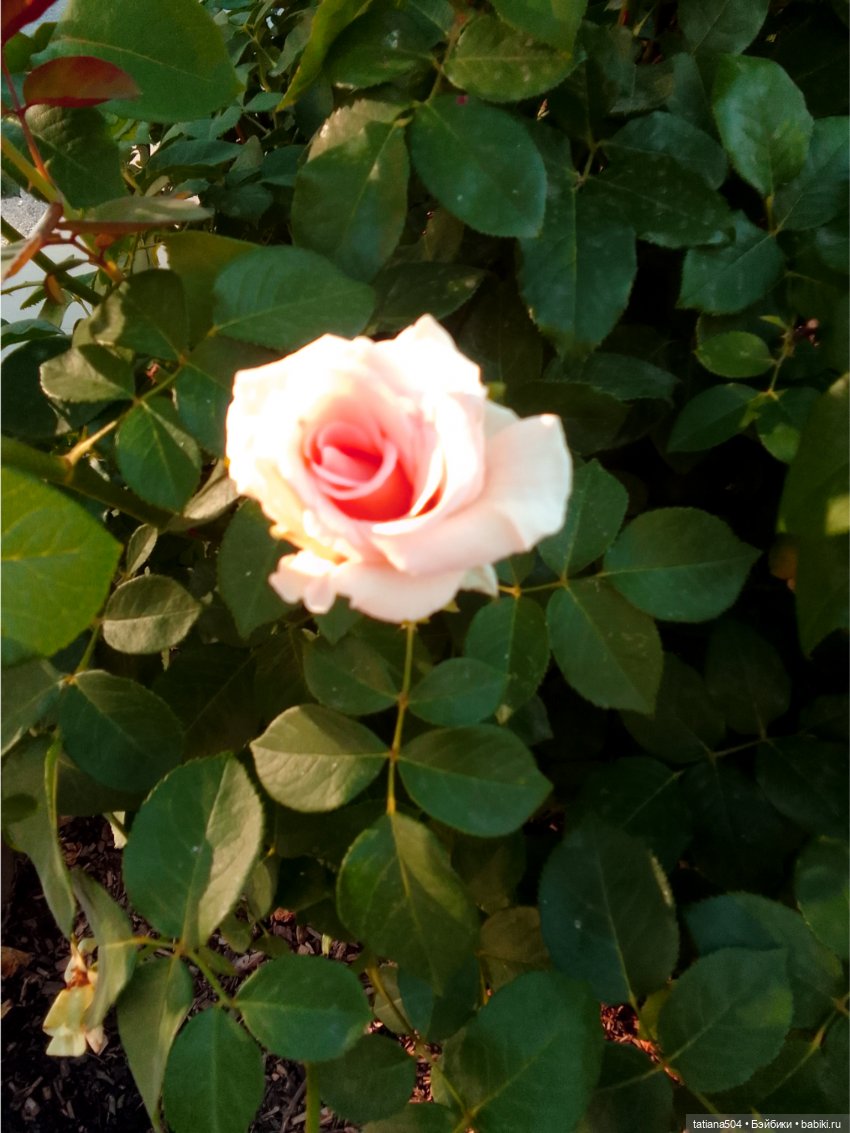 Розовый топик для хорошего настроения