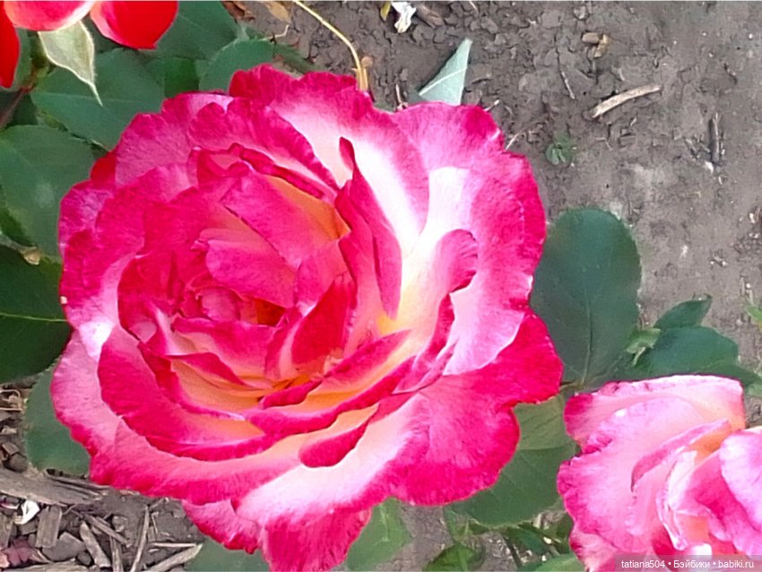 Розовый топик для хорошего настроения