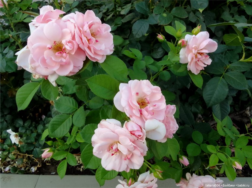 Розовый топик для хорошего настроения