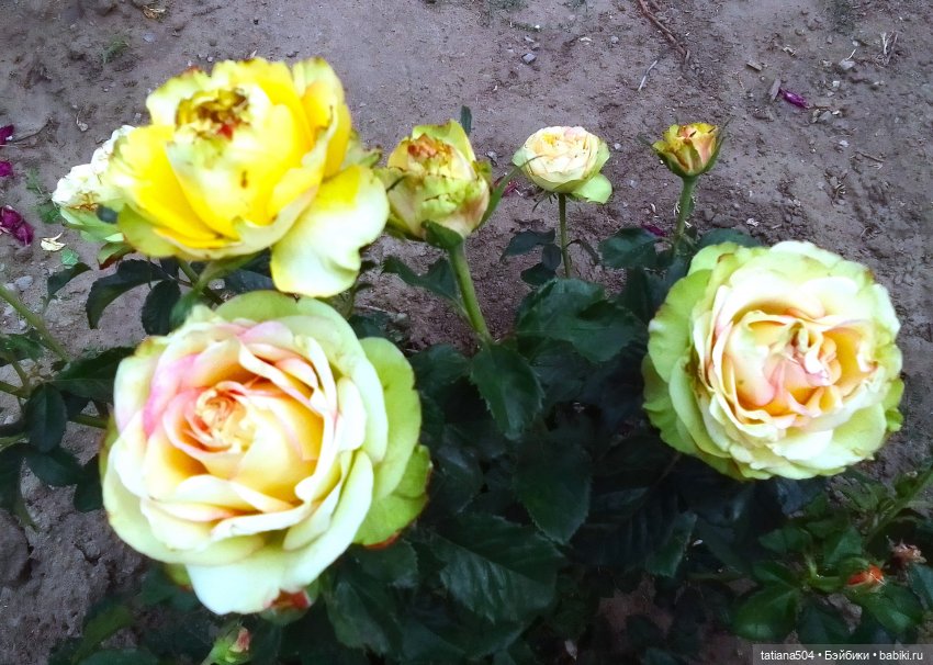 Просто красивые девочки — Куклы Helen Kish (Хелен Киш): Riley (Райли) (фото 9)