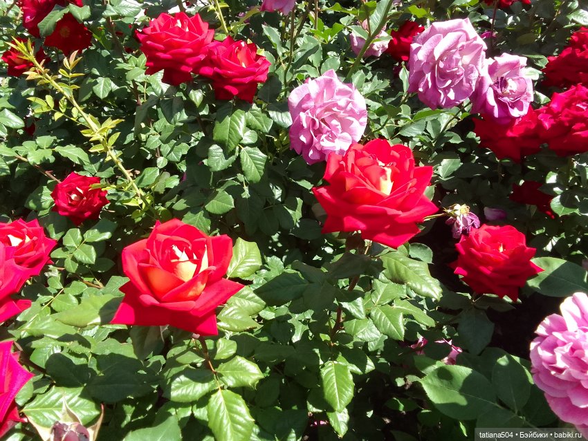 Осень, где ты? Снова лето | Бэйбики Осень, где ты? Снова лето (фото 4)