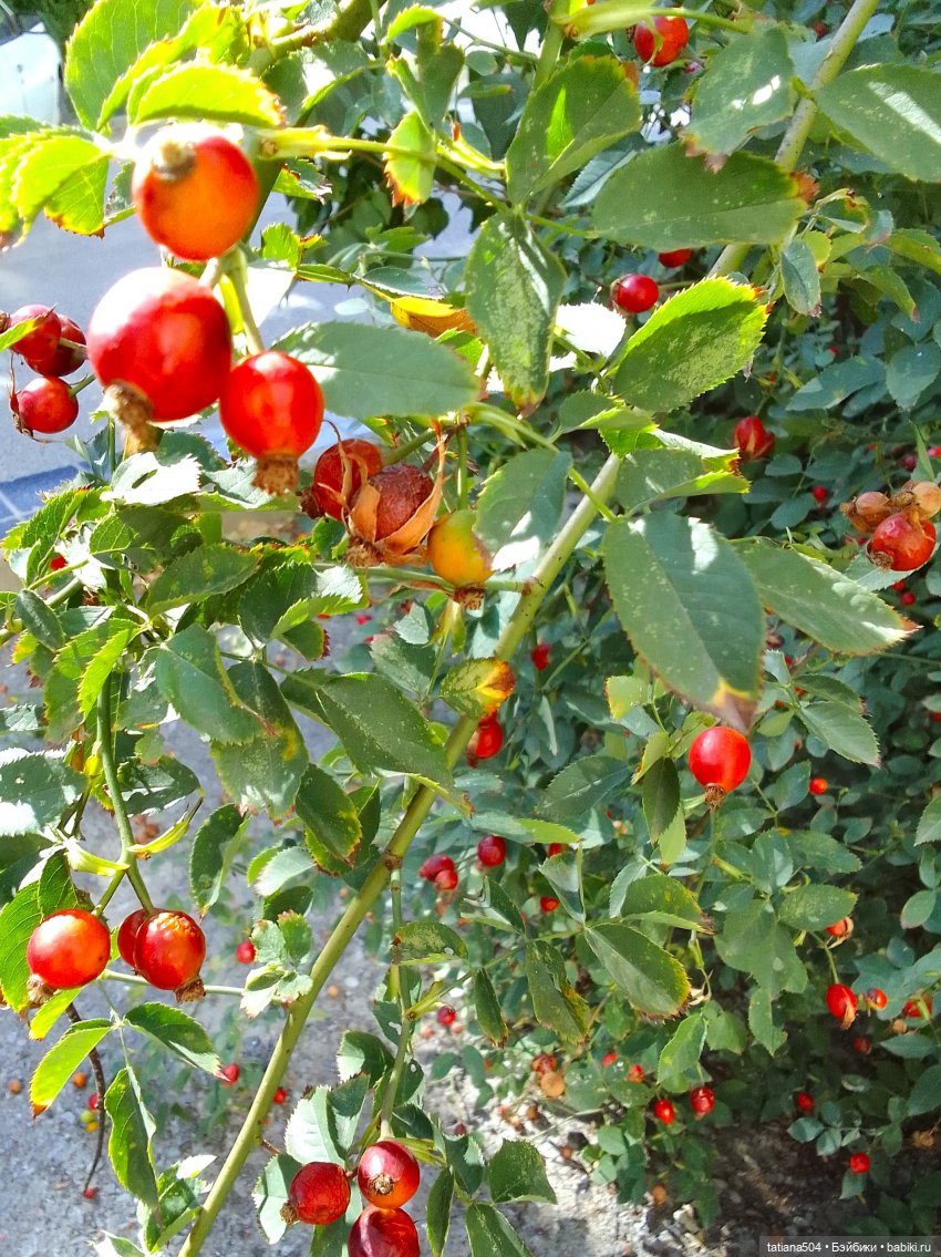 Раечка, лови момент — Куклы Helen Kish (Хелен Киш): Riley (Райли)