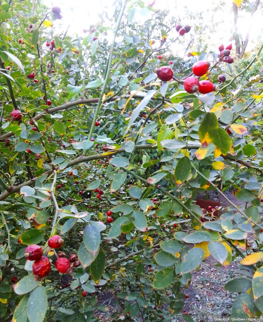 Раечка, лови момент — Куклы Helen Kish (Хелен Киш): Riley (Райли)