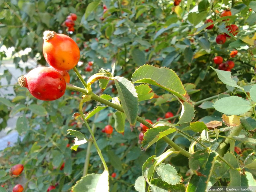 Раечка, лови момент — Куклы Helen Kish (Хелен Киш): Riley (Райли) (фото 2)