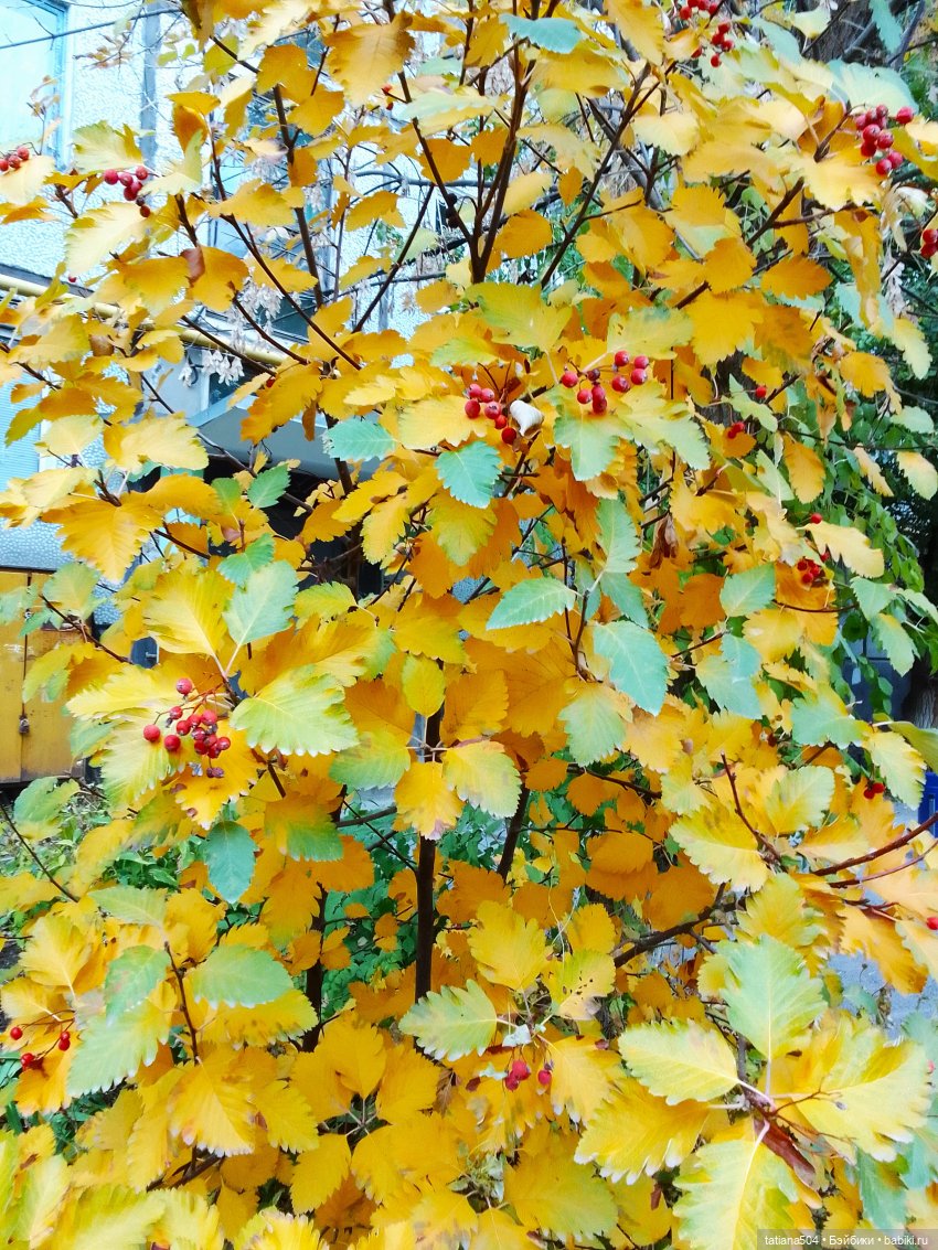Как мы с Тулой, дом с медальонами искали