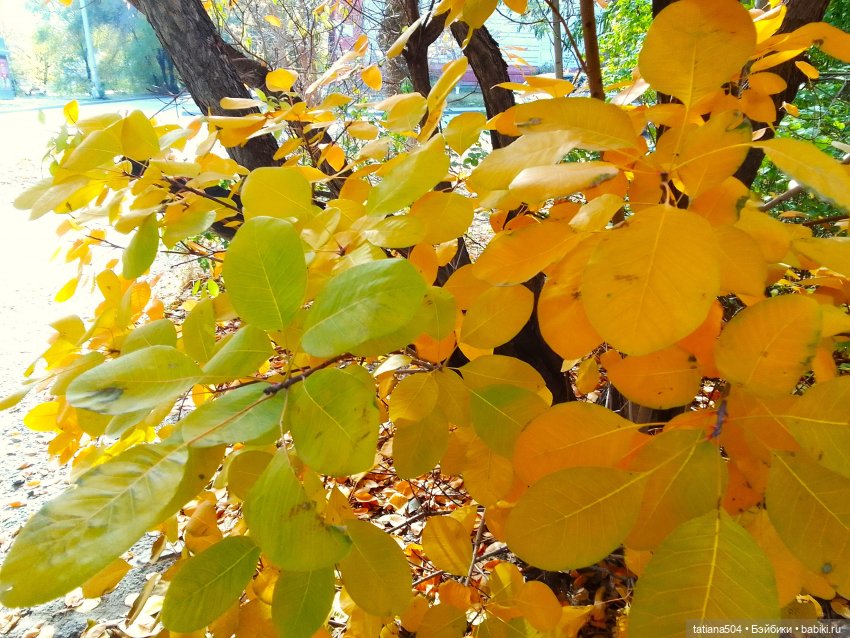 Как мы с Тулой, дом с медальонами искали