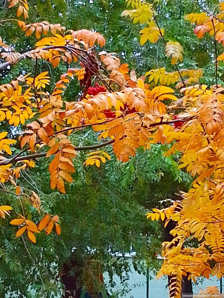 Как мы с Тулой, дом с медальонами искали (фото 10)