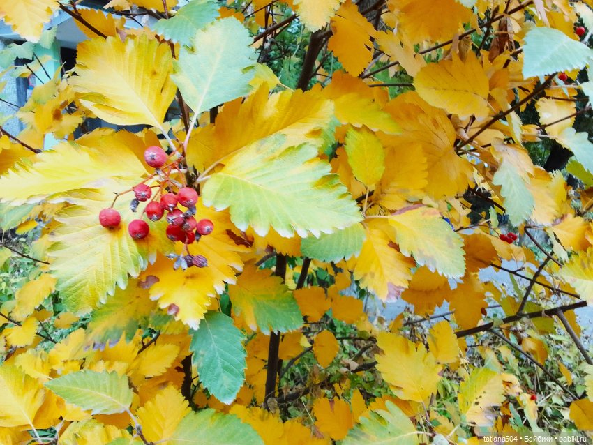 Как мы с Тулой, дом с медальонами искали (фото 6)