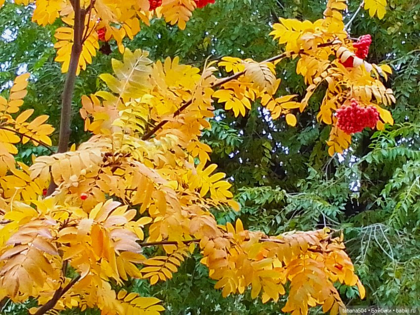 Как мы с Тулой, дом с медальонами искали