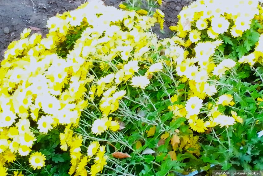 Как мы с Тулой, дом с медальонами искали (фото 8)