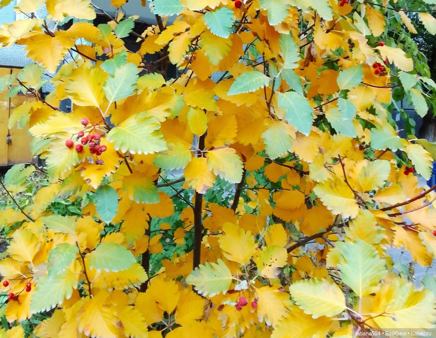 Догоняя осенние листья ЧАСТЬ 3