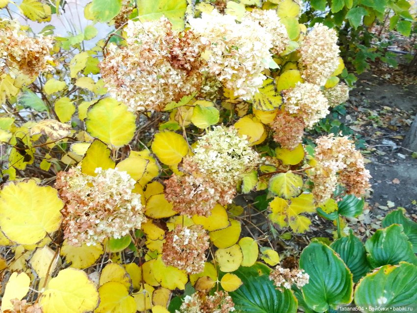 Догоняя осенние листья ЧАСТЬ 3