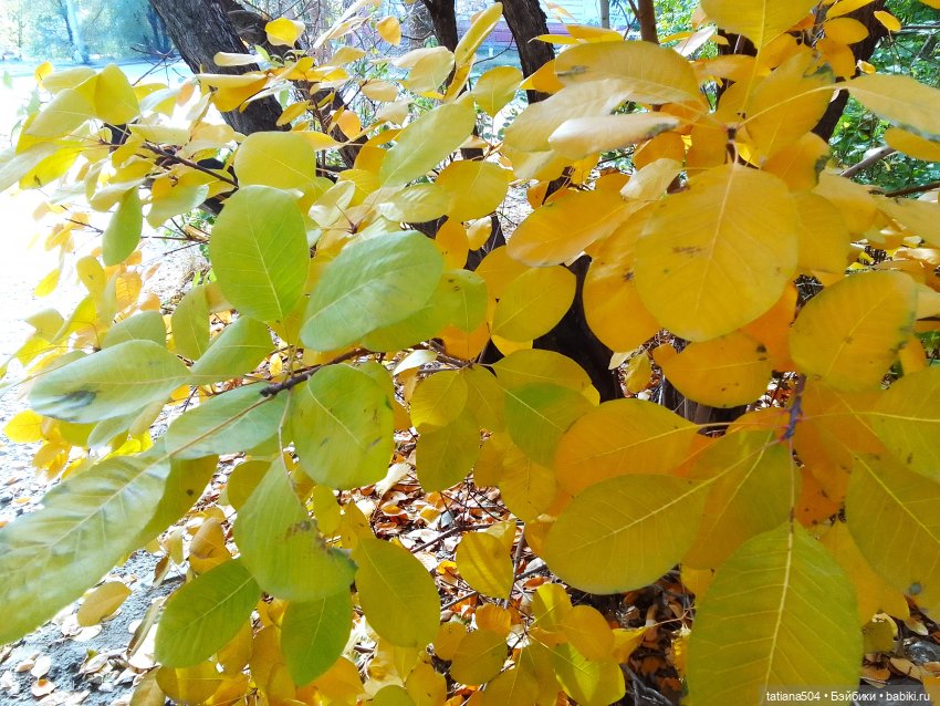 В поисках дома с медальонами, ЧАСТЬ 2