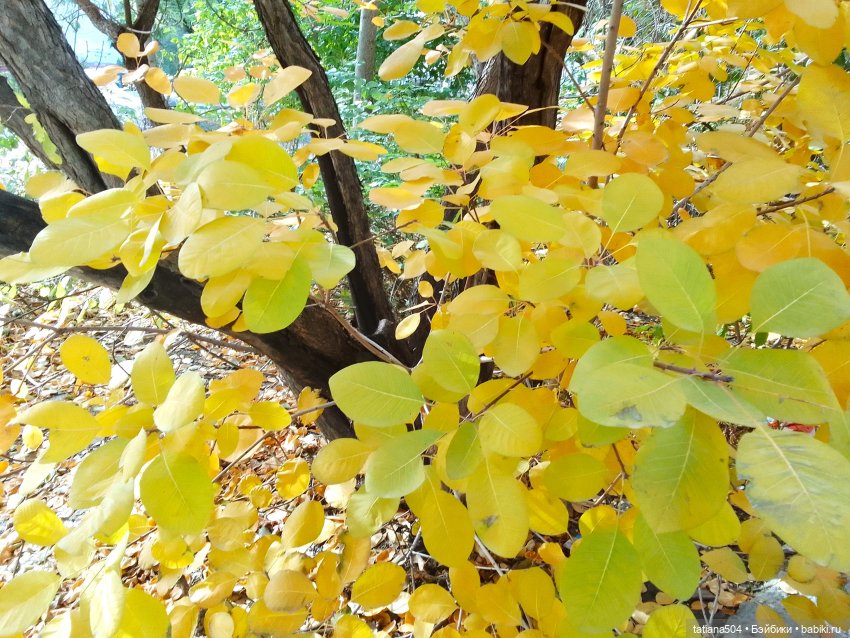 Догоняя осенние листья ЧАСТЬ 3 (фото 8)