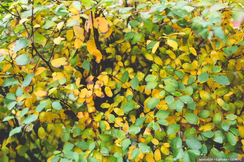 В поисках дома с медальонами, ЧАСТЬ 2