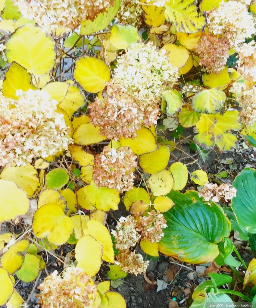 Догоняя осенние листья ЧАСТЬ 3