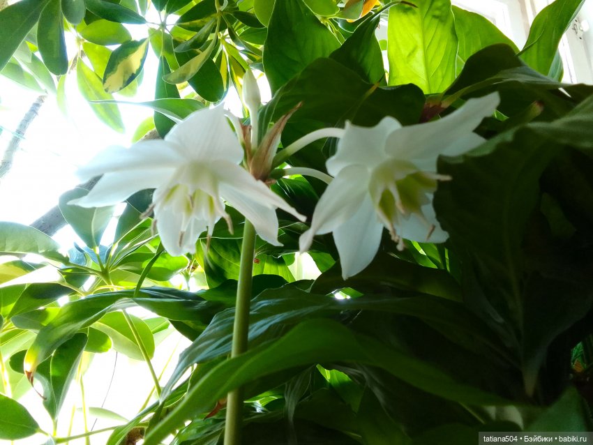 А у нас эухарис расцвел — Винтажные куклы ГДР (Немки): Бигги (фото 8)