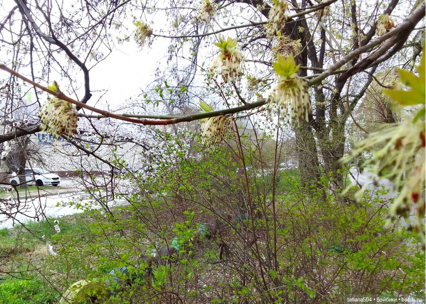 Весна Баффи — Куклы Helen Kish (Хелен Киш): Riley (Райли)