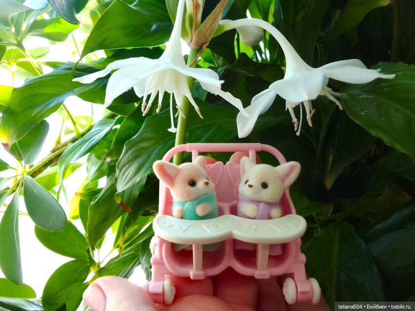 А у нас эухарис расцвел — Винтажные куклы ГДР (Немки): Бигги